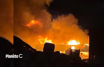 Incendies agricoles : 17 veaux tués, une pétition pour des mesures