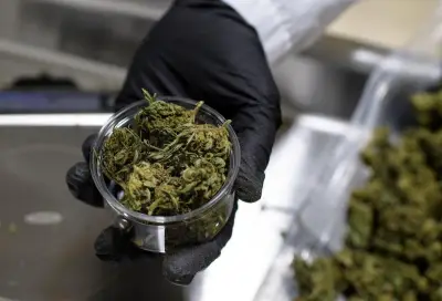 Interdiction du CBD alimentaire : les professionnels alertent sur les risques