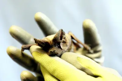 Intoxiquées au plomb à Nice, des chauves-souris sauvées par un protocole inédit