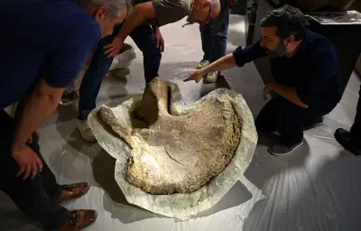 Le camarasaure d'Angeac-Charente exposé pour la première fois à Angoulême