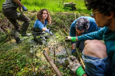 Le castor, ingénieur hydrologue, inspire la régénération des cours d'eau