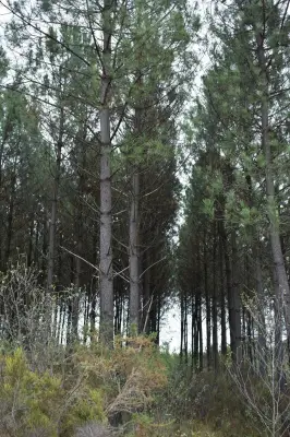 Le Pian-Médoc lance un club nature pour préserver son patrimoine