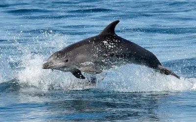 Îles Salomon : retour de l'interdiction d'exporter des dauphins
