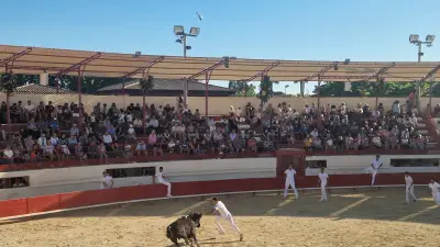 Les taureaux-bodégas : un succès qui ne se dément pas à Pérols