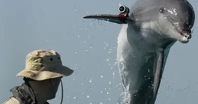 L'Iran menace d'utiliser des dauphins kamikazes dans le détroit d'Ormuz
