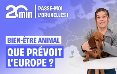 L'UE vote une loi historique pour protéger chats et chiens des dérives de l'élevage