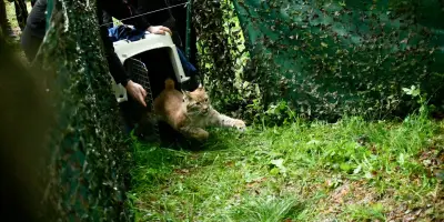 Lynx orphelins relâchés : la bataille pour maintenir le félin en France