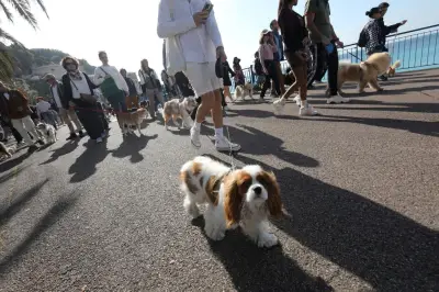 Marche des animaux à Nice : déambulation conviviale sur la Promenade des Anglais