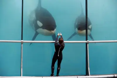 Marineland d'Antibes : transfert des orques et dauphins vers l'Espagne avant fin juin