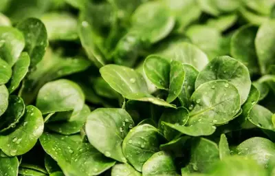 Mâche : une salade douce aux multiples bienfaits nutritionnels