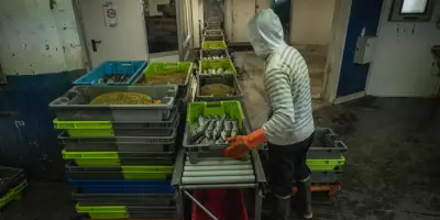 Méditerranée : des poissons trop petits toujours vendus dans les criées