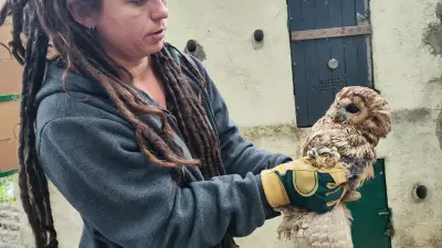 À Millau, le centre de sauvegarde de la faune sauvage craint pour son avenir