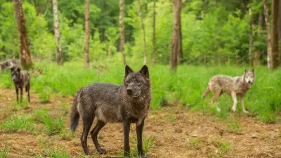 Nocturne l'Appel du Loup : une expérience unique à l'Espace Rambouillet