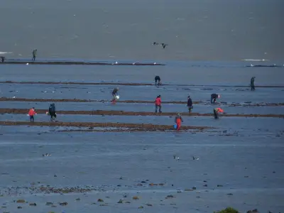 Pêche à pied : surveillance renforcée sur le littoral de Saint-Martin-de-Ré