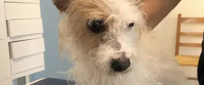 Perpignan : une femme jette son chien par la fenêtre car elle n'en veut plus