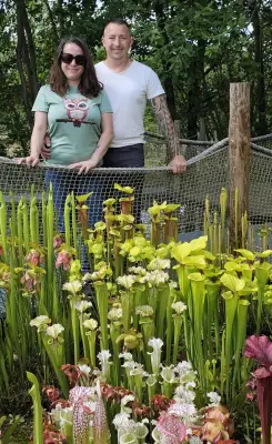 Plantes carnivores : une passion qui tue les frelons asiatiques