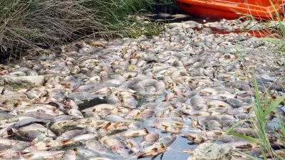 Pollution meurtrière dans le Loiret : des centaines de kilos de poissons décimés