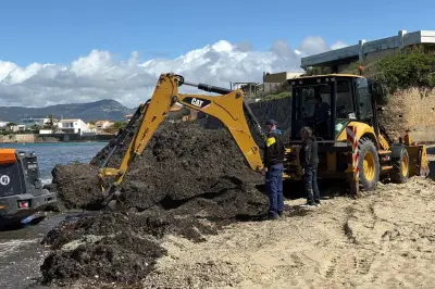 Polémique sur les dépôts de posidonie à Six-Fours : les algues retournent à la mer