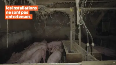 Porcherie de Lannilis : L214 et préfecture épinglent des conditions indignes