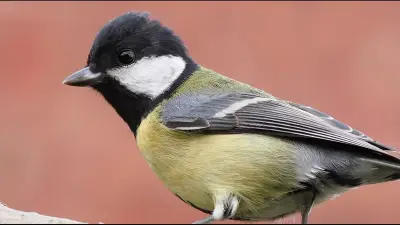 Pourquoi les oiseaux parisiens chantent encore plus aigu malgré la baisse du bruit