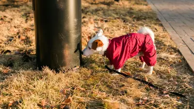 Pourquoi ne pas laisser son chien uriner sur un lampadaire ?