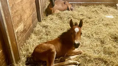 Qlor, poulain orphelin, adopté par Tourtel, une chèvre maternelle dans l'Oise
