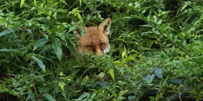 Quand nous tuons des loups, nous ignorons les bienfaits perdus