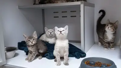 Refuges pour animaux saturés dans le Val-de-Marne avant l'été
