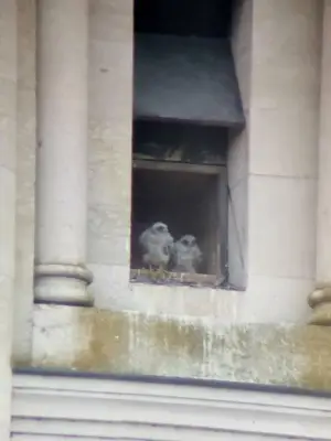 Retour des faucons pèlerins à la cathédrale Saint-Front de Périgueux