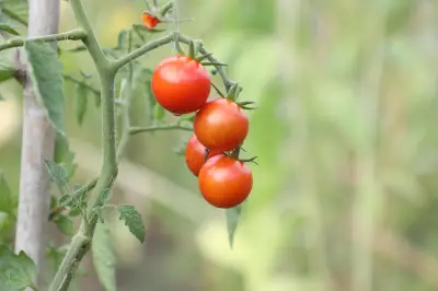 Saints de glace 2026 : dates et dictons pour protéger vos plantes