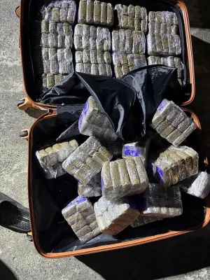Saisie record de cannabis en vallée d'Ossau : 256 kg interceptés