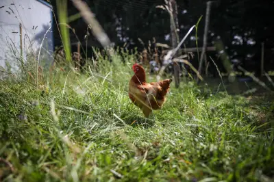 Sauvetage de poules pondeuses bio à Champcevinel le 26 mai