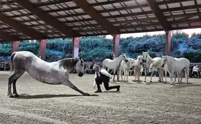 Spectacle équestre « Black and White » au Marais en Selle le 24 mai