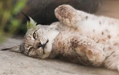 Strasbourg : 62 ans, 3 mois avec sursis pour avoir tué un lynx à coups de bâton