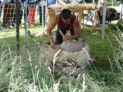 Tonte des brebis et ateliers laine au domaine de Sybirol à Floirac