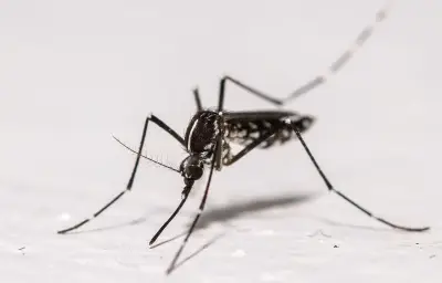 Toulouse lance des lâchers de moustiques mâles stériles contre le tigre