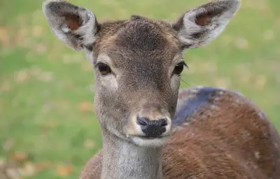 Tour de Hongrie : une biche évitée de justesse par le peloton
