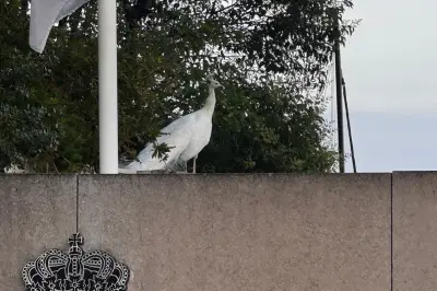 Un magnifique paon blanc aperçu en vadrouille sur le toit d'un musée à Monaco