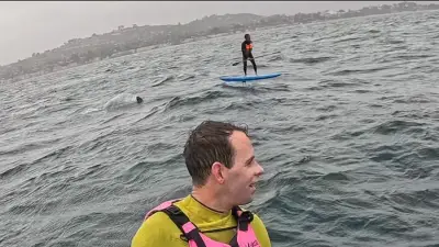 Un requin de 3 mètres poursuit un surfeur pendant plus d'un kilomètre en Californie