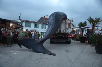 Une baleine de 12 tonnes échouée sur l'île de Ré, un événement rare