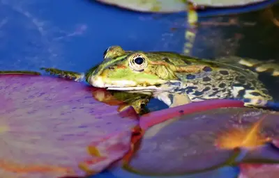 Une grenouille vivante découverte dans un sachet de salade en Australie