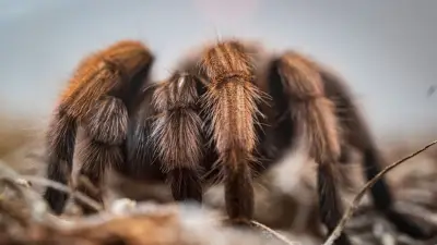 Une mygale andalouse découverte aux Pays-Bas sur une terrasse