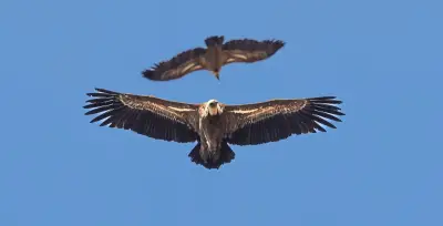 Vautours dans les Pyrénées : une menace pour les éleveurs ?