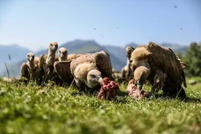 Vautours : trois attaques sur du bétail en Béarn en une semaine
