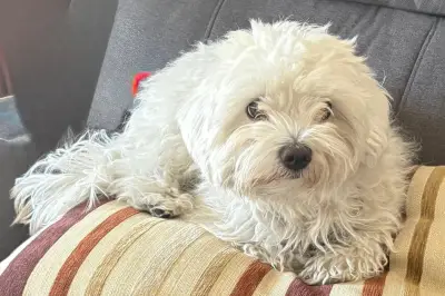 Vence interdit de laisser un chien dans une voiture par forte chaleur