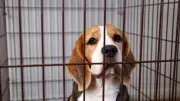 1 500 beagles sauvés d'un élevage de laboratoire : une grande victoire animale