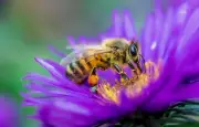 10 faits fascinants sur les abeilles que vous ignorez peut-être