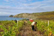 21 nouveaux établissements labellisés Vignobles & Découvertes dans le Golfe de Saint-Tropez