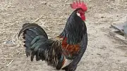 26e festival du chant du coq, du terroir et de l'artisanat à Fontanès