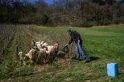 40 millions d'euros pour les zones intermédiaires, les reliquats bio réaffectés